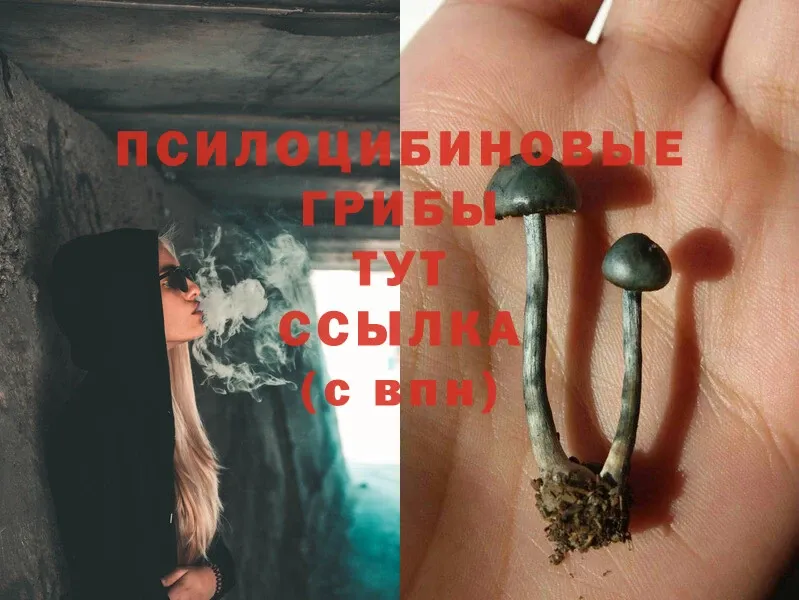 Галлюциногенные грибы Psilocybe  даркнет какой сайт  Сергач 